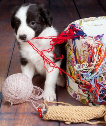 Naughty puppy chewing on yarn