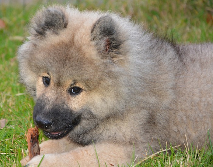 Eurasier puppy