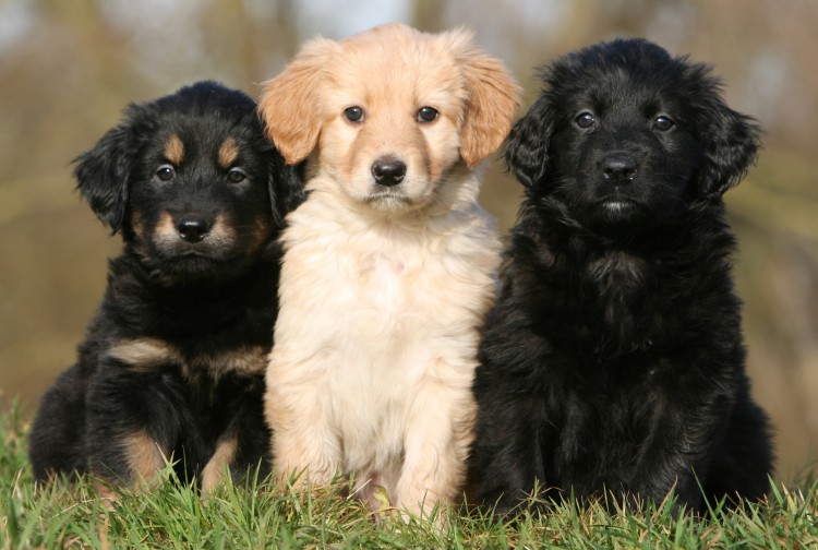 Hovawart puppies