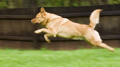 Dog running in fenced yard