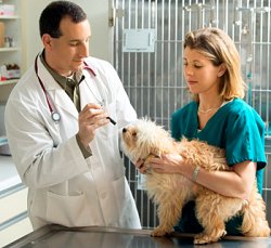 Vet examining sick dog