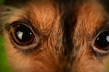 A dog's eyes