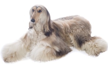 Afghan Hound dog breed