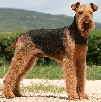 Airedale Puppies on Airedale Terrier Health Problems And Raising An Airedale Terrier Puppy