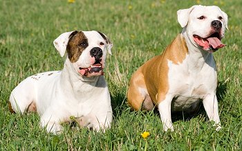 American Bulldog dog breed