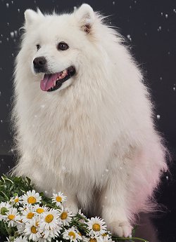 American Eskimo Dog breed