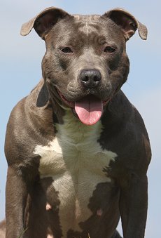 How can you tell if a pit bull is purebred?