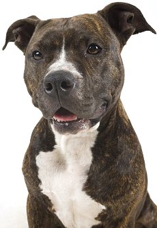 American Pit Bull Terrier dog breed