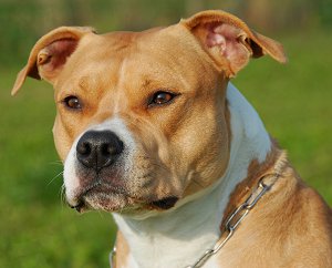 American Staffordshire Terrier dog breed