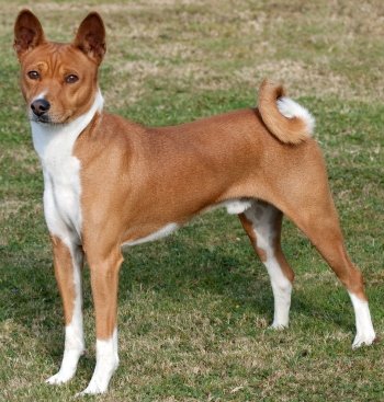 Basenji dog breed