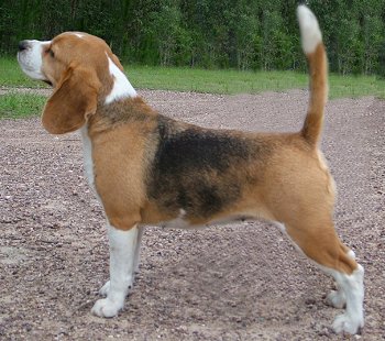 Beagle dog breed