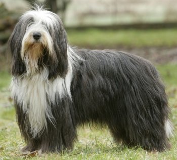 Bearded Collie dog breed