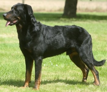 Beauceron dog breed