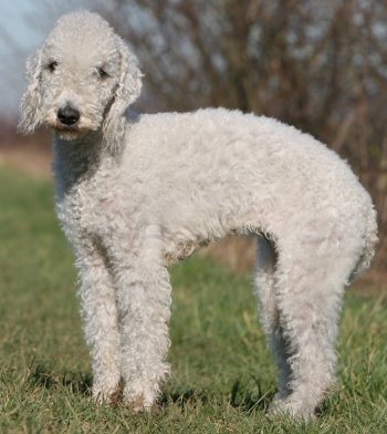 Terrier  Breeds on Bedlington Terriers  The Most Honest Dog Breed Review You Ll Ever Find