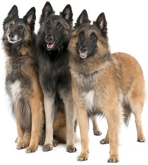 Home → Dog Breeds → Belgian Shepherd Dog (Groenenda