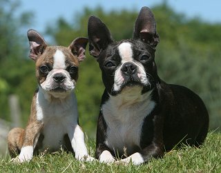 Boston Terrier dog breed