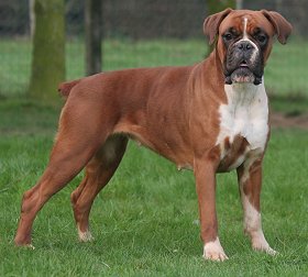 Get boxer dogs puppies for sale