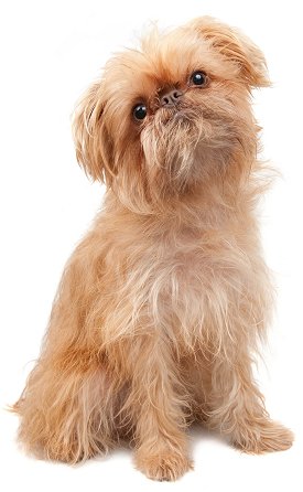 Brussels Griffon Puppies on Brussels Griffons  The Most Honest Dog Breed Review You Ll Ever Find