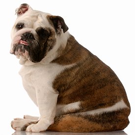 English Bulldog dog breed