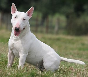 Bull Terrier Breeds on English Bull Terriers Advice You Can Trust
