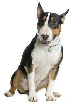 English Bull Terrier dog breed