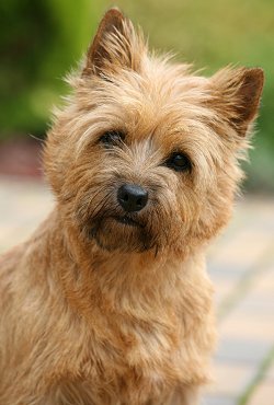 Cairn Terrier  Breeds on Dog Breeds     Cairn Terriers     Buying Or Adopting A Cairn