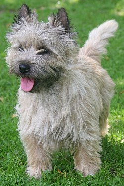 Cairn Terrier  Breeds on Cairn Terriers  The Most Honest Dog Breed Review You Ll Ever Find