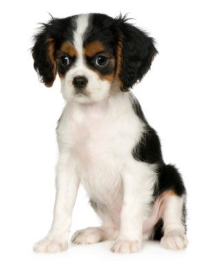 Cavalier puppy