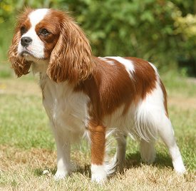 Cavalier King Charles Spaniel FAQ: Frequently Asked Questions About ...