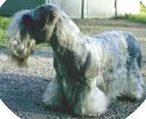Cesky Terrier dog breed