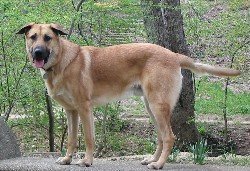 Chinook dog breed