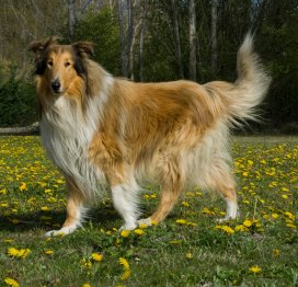 Smooth & Rough Collie