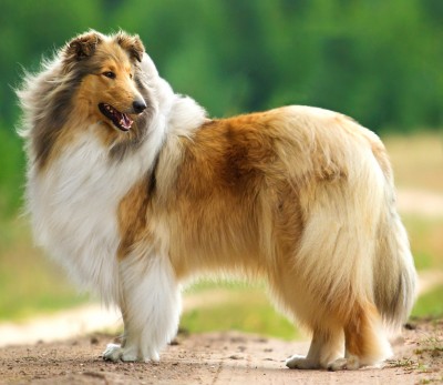 Smooth & Rough Collie