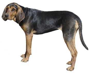 Coonhound dog breed