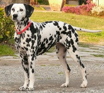 Image result for Dalmatian