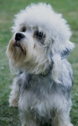 Dandie Dinmont Terrier dog breed