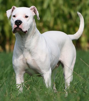 Dogo+argentino+dog+breed