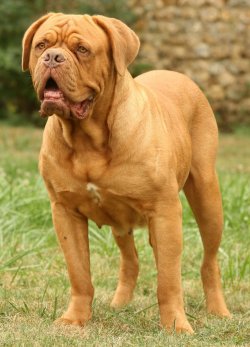 Dogue de Bordeaux dog breed