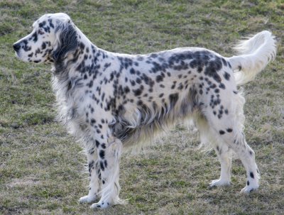 English Setter dog breed