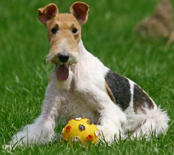 Smooth and Wirehaired Fox Terrier dog breed