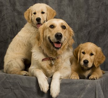 Golden Retriever dog breed