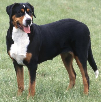 Home → Dog Breeds → Greater Swiss Mountain Dogs → Greater Swiss ...