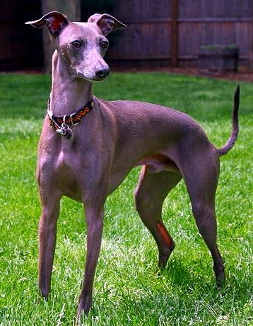 Italian Greyhound dog breed