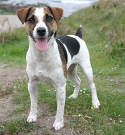 Parson Jack Russell Terrier dog breed