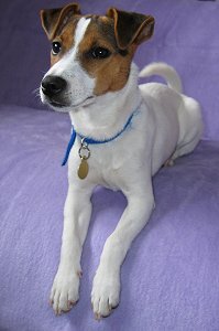 Parson Jack Russell Terrier dog breed