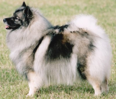 Keeshond Puppies on Keeshond Faq  Frequently Asked Questions About Keeshond Dogs