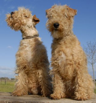 Terrier  Breeds on Lakeland Terriers  What S Good About  Em  What S Bad About  Em