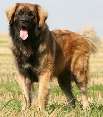 Leonberger Puppies on Home     Dog Breeds     Leonbergers     Leonberger Dog Breed