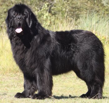 Newfoundland Puppies on Newfoundland Faq  Frequently Asked Questions About Newfoundland Dogs