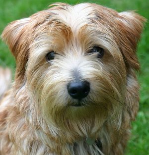 Norfolk Terrier dog breed